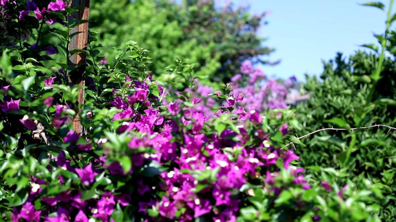 Flora Pansiyon Çıralı Apartamento Kemer Exterior foto