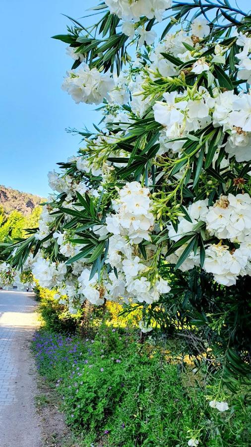 Flora Pansiyon Çıralı Apartamento Kemer Exterior foto